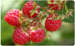 Gljiva Komerc doo malina raspberry